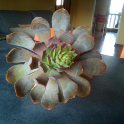 Come si chiama questa pianta grassa trovata a La Palma? Come devo trattarla?