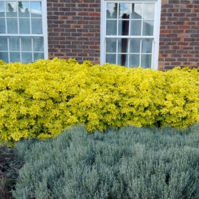 Come si chiama la pianta di colore giallo nella foto?