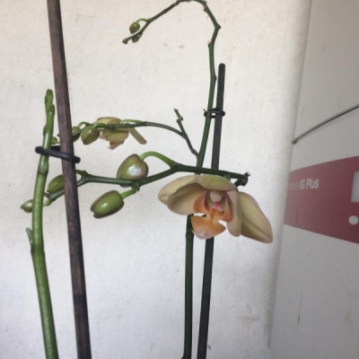 I fiori della mia orchidea hanno cambiato colore: come mai?