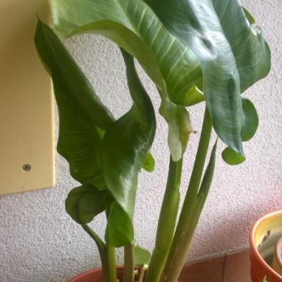 La mia Calla bianca non fa più fiori, cosa posso fare?