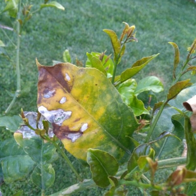 Cosa succede alla mia pianta di limoni?