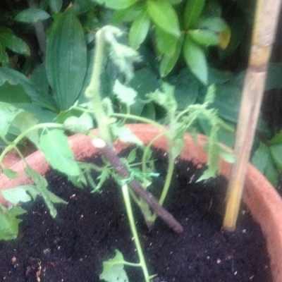 La pianta di pomodoro è appassita ed i fiori sono sciupati, cosa posso fare?