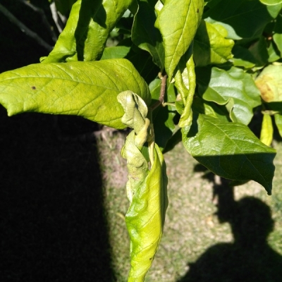 Perchè alla mia magnolia si arricciano le foglie?