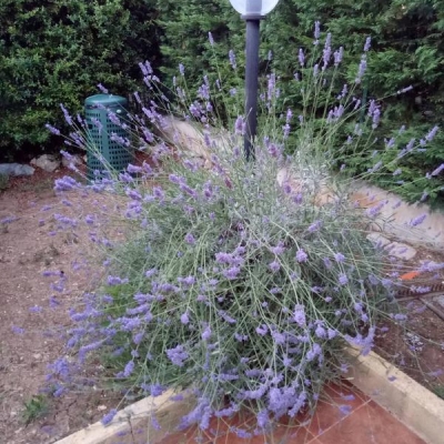 Lavanda: quando togliere gli steli?