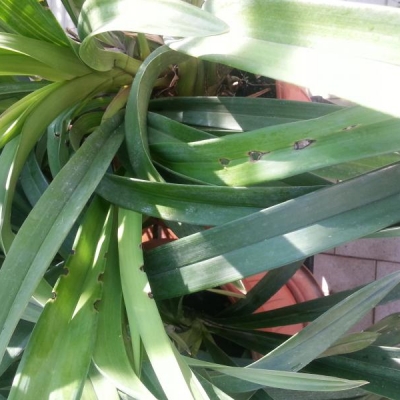 Nelle foglie della mia orchidea ci sono dei buchi, qual è la causa?