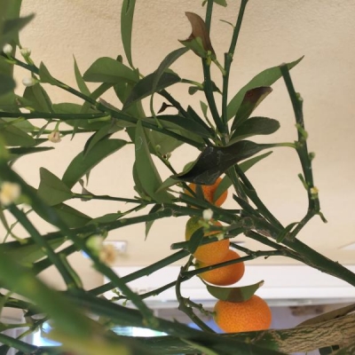 Kumquat che perde foglie: che fare?