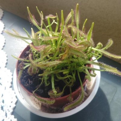 Drosera capensis, come curarla al meglio?