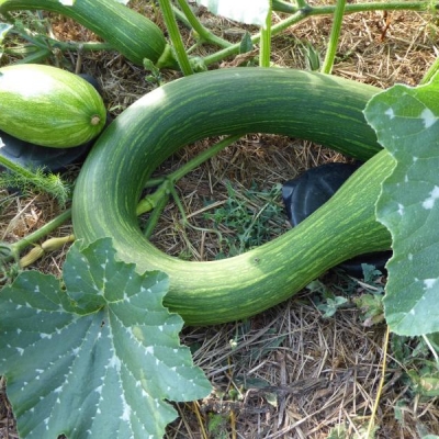 Zucchina Trombetta di Albenga in vari colori