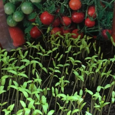 Che varietà di pomodoro è questa?