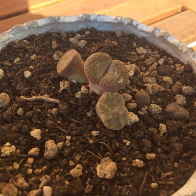 La mia Lithops sembra stia soffrendo: che fare?