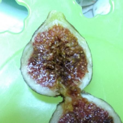 Mosca della frutta su pianta di fico: rimedi?