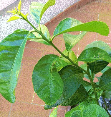 Pianta di limone con foglie che si accartocciano: che fare?