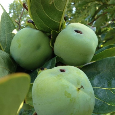 Mosca della frutta ha attaccato i miei kaki?