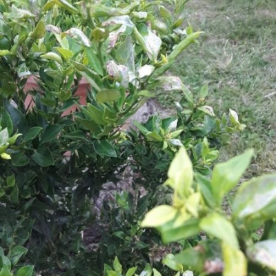 Chinotto con segni di un attacco di minatrice serpentina