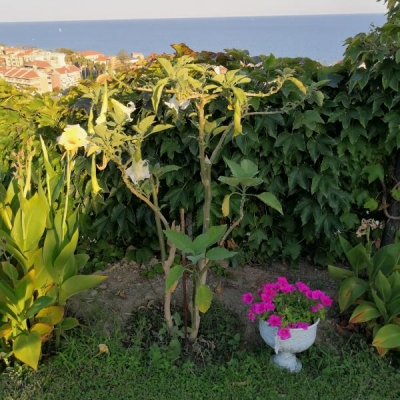 Brugmansia Tiara: cosa sta succedendo alla mia pianta?