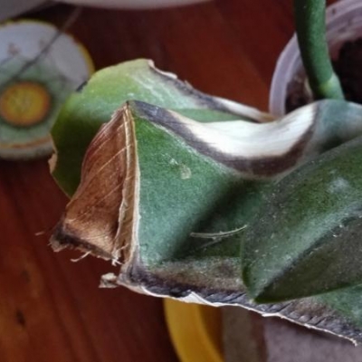 Phalaenopsis parecchio trascurata: come curarla?