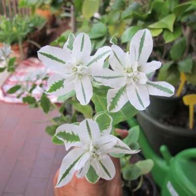 Euphorbia marginata: ora la mia pianta ha un nome :-)