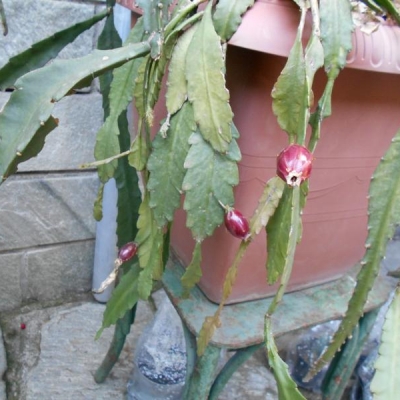 Epiphyllum o Epifillo: quando raccogliere i semi?