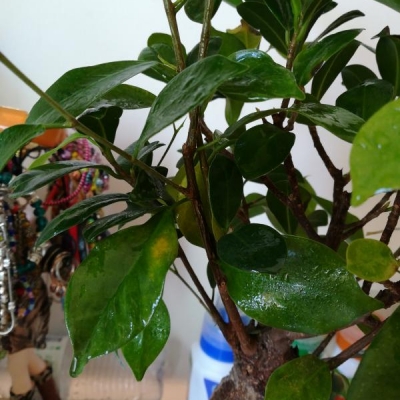 Bonsai con foglie ingiallite: che fare?