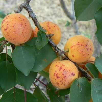 Pianta di albicocche colpita da Cladosporiosi: come curarla