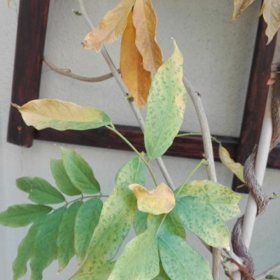 Glicine con macchie gialle sulle foglie: qual è il problema e come risolverlo