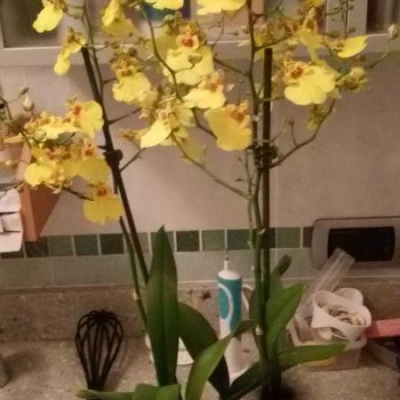 Orchidea Oncidium: come va curata?