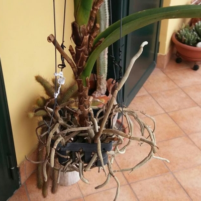 Consigli sulla cura dell'orchidea Vanda? Quando devo annaffiarla?