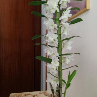 Macchie nere sull'orchidea Phalaenopsis: cosa devo fare?