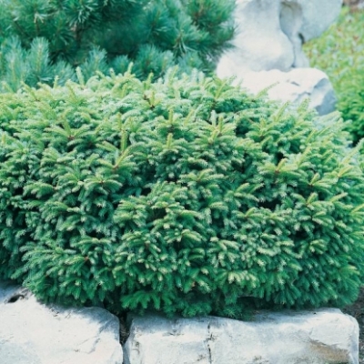 Juniperus nana e Picea nidiformis: sono adatte al clima di Roma?