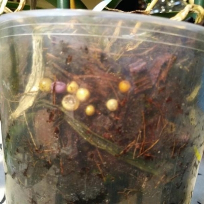 Cosa sono queste strane palline nel terriccio di una Phalaenopsis Mini Mark?