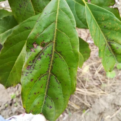 Pianta di Avocado con macchie nere sulle foglie: cosa usare?