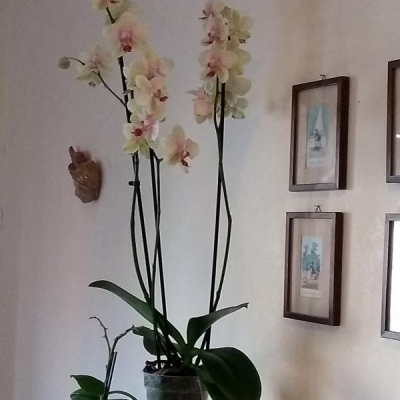 Phalaenopsis che perde fiori e i boccioli non fioriscono: come mai?