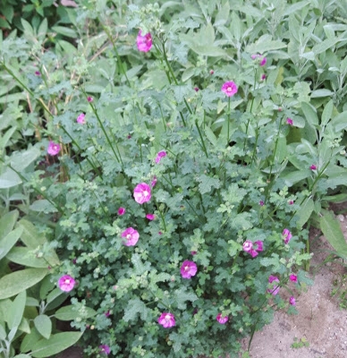 Come si chiama questa piccola pianta con fiori viola?