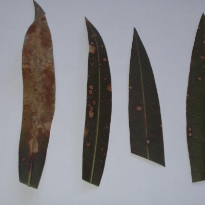 Pianta di oleandro con foglie con macchie e che seccano: qual è la causa?