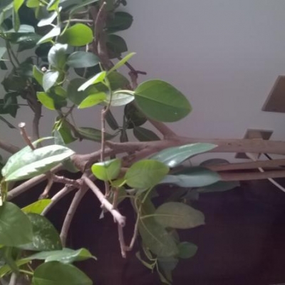 Ficus con macchie sulle foglie che cadono: cosa fare?
