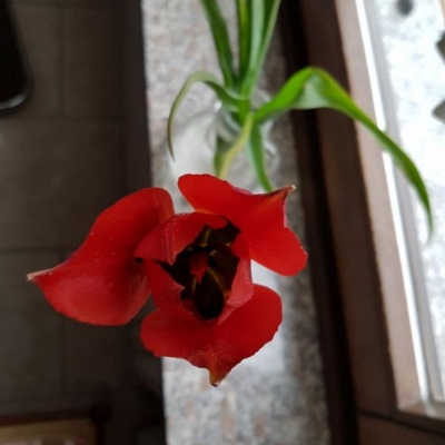 Come si chiama questo fiore trovato sulle sponde di un torrente?