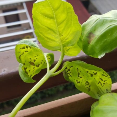 Pianta di basilico con macchie marroni sulle foglie: cosa fare?