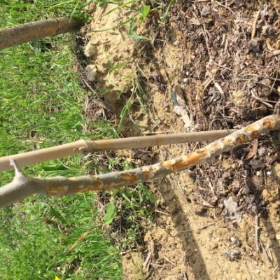 Alberi di ulivi che hanno perso molta corteccia: come posso curarli?