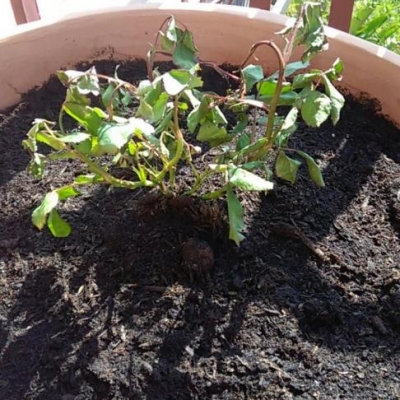 Piantine di rose che appaiono deboli: cosa ho sbagliato?