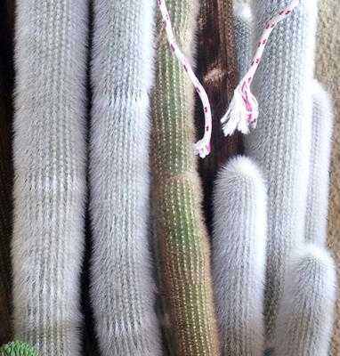 Cactus con fusti molto alti che tendono a curvarsi: posso tagliarli?