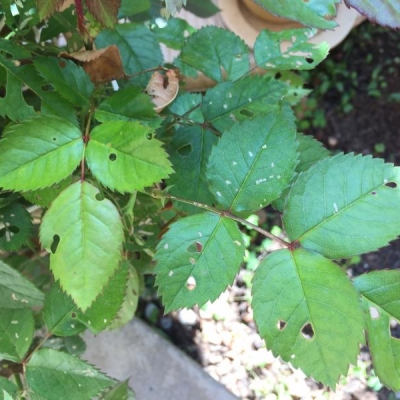 Pianta di rose con foglie mangiucchiate e macchiate: cosa posso fare?