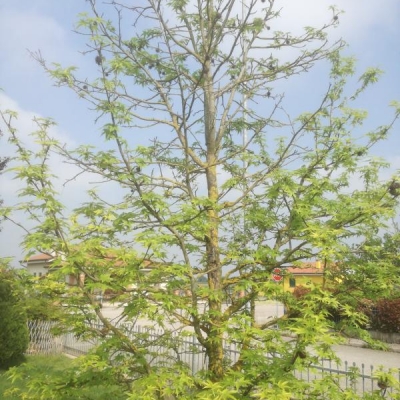 Albero di liquidambar con rami secchi e foglie raggrinzite: cosa fare?