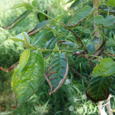 Ciliegio da fiore con foglie che seccano alla punta: qual è la causa?