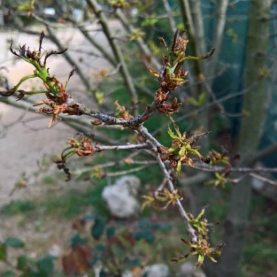 Foglie di quercia che si sbriciolano al tocco: cosa potrebbe essere?