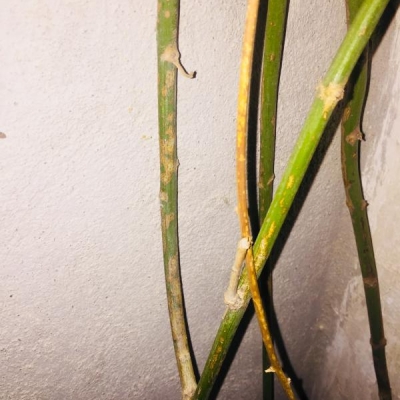 Pianta di gelsomino in vaso che si sta seccando: cosa fare?