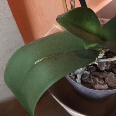 Orchidee morte: quali sono state le cause?