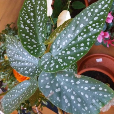 Begonia tamaya che appare sofferente: cosa fare?