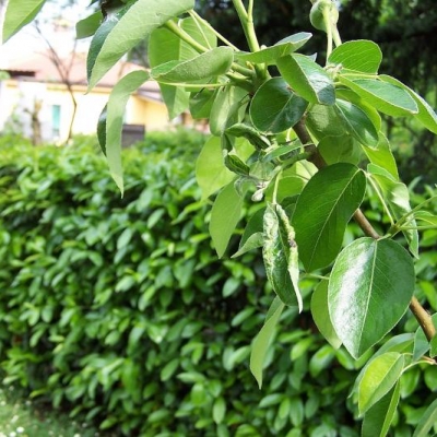 Pianta di pero colpita da un insetto: cosa posso fare?