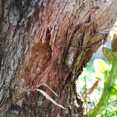 Pianta di lillà attaccata da insetti: come fare?