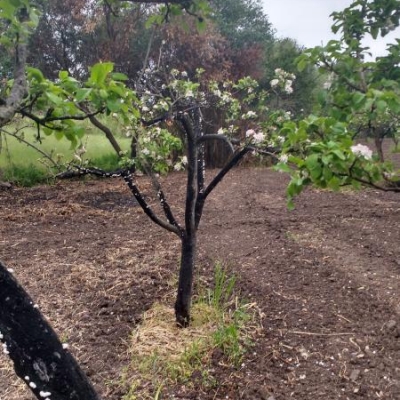 Alberi di mele in cattive condizioni: si tratta di cocciniglia?